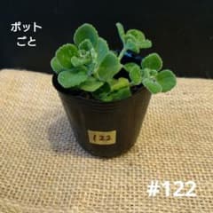 苗】アロマティカス ポットごと 1苗 根付き苗 #122 - メルカリ