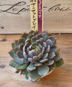 多肉植物　ミックスベリア　サンセットグレイ　おらいさん苗のサムネイル