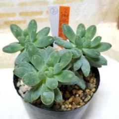 乙女心×プロリフィカ ② 抜き苗 全て 多肉植物 6㎝ポット - メルカリ