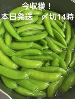 프리프리, 달콤한 신선한 스냅 완두! 4/27 지금 수확