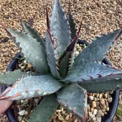 アガベ （ネバデンシス✕BB）HIDDEN AGAVE u*c様 アガベ シャウィー×ネバデンシスhidden agave ハイブリッド