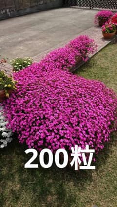 お花の種　シレネ　ピンクパンサー　200粒のサムネイル
