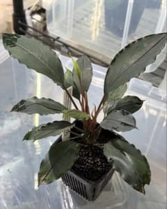 ブセファランドラ 超濃色モトレィアーナ 最高峰の絶品 /パダワン産