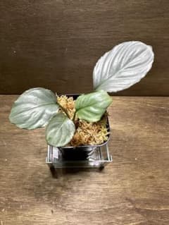 Homalomena sp “Aluminium”  KN便のサムネイル