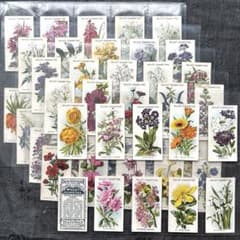 イギリスアンティーク シガレットカードSC601☘️ 英国の野花 50枚フル