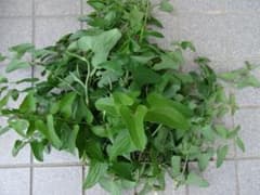 馬の鈴草　ウマノスズクサ　葉・茎・蔓　約20ｃｍ　約20本 Aのサムネイル