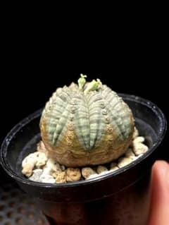Dc2204 【雌株】 ユーフォルビア オベサ メスのサムネイル