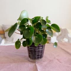 ペペロミアジェイド　土植え　ミニカップ　② ペペロミアのサムネイル
