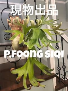 ビカクシダ フーンシキ Foong Siqi 特大株 ビカクシダ フーンシキ Foong Siqi 特大株 - メルカリ
