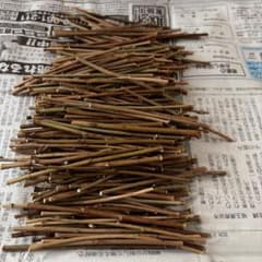 小動物用 かじり木 桃の木 極細枝 100本のサムネイル