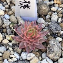 ポメ様ご確認用のサムネイル
