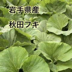 岩手県産 秋田フキ 3kgのサムネイル