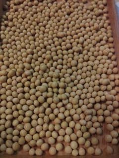 令和7年産 北海道産大豆1k 農薬・化学肥料・除草剤栽培期間中不使用
