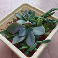 多肉植物　カット苗　セット 10のサムネイル