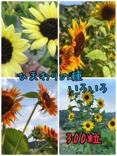 ひまわりの種のサムネイル