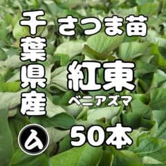 千葉県産 さつまいも 苗 紅あずま 50本 - メルカリ