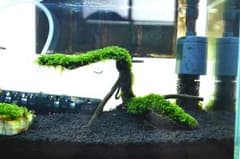 南米ウィローモス活着　流木のサムネイル