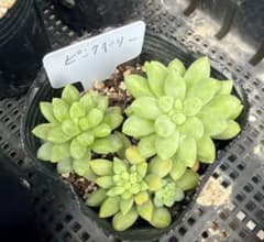 多肉植物 ピンクベリー ポット配送 カット苗 葉挿し つぶつぶ セダム