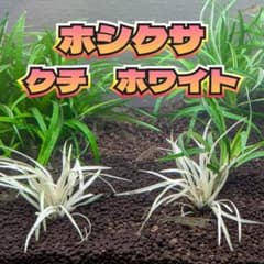 超希少】 ホシクサ・クチホワイト 水中葉1株 おまけ付き - メルカリ