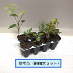 樹木の実生苗 8種8本セット（ハナミズキ含） - メルカリ