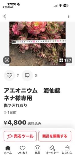 アエオニウム 2種ネナ様専用 - メルカリ