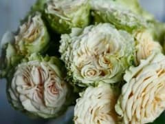 エメラルドアイル　挿し木苗のサムネイル