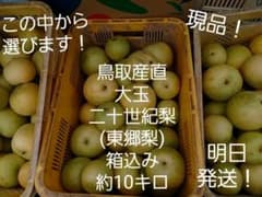 鳥取産直　大玉　二十世紀梨　(東郷梨)　箱込み約10キロのサムネイル