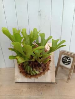 ビカクシダ エラワン 子株 | Shop at Mercari from Japan! | Buyee