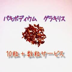 パキポディウム グラキリス 10p ＋1pサービス中のサムネイル