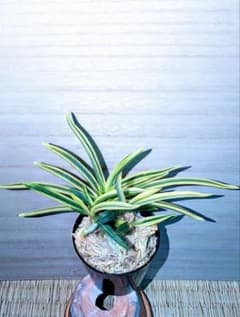至宝の逸品】富貴蘭 慶賀覆輪（株立ち） - メルカリ