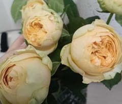バラ苗 切花品種 バニラ◇カタリナのサムネイル