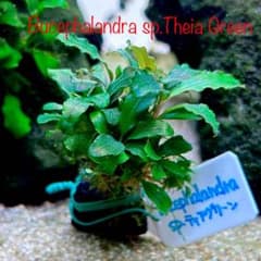 専用】ブセファランドラ sp. ティアグリーン ブセ 水中葉 ラメ 群生 大