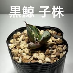 アガベ チタノタ 黒鯨 子株のサムネイル
