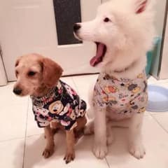 さちのすけ様専用のサムネイル