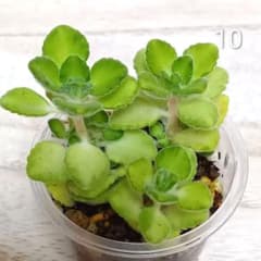 10 多肉植物　アロマティカス　ライムシャワー　★安心の容器ごと発送のサムネイル