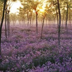 Sumireの花様 専用！のサムネイル