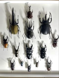 カブトムシ　クワガタ　標本　14匹　ドイツ箱　セット カブトムシ クワガタ 標本 14匹 ドイツ箱 セット - メルカリ