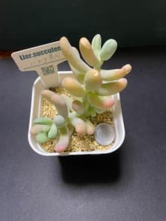 多肉植物　バナナ美人のサムネイル