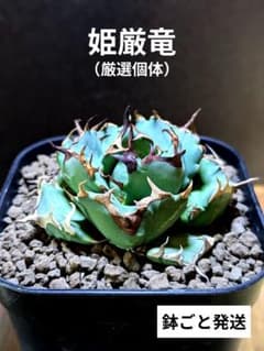 写真現品｜厳選極上株】アガベ チタノタ 姫厳竜 ☆超有望株（安心の鉢