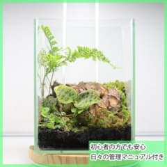 マコデスペトラのコケテラリウム 苔リウム 完成品 テラリウム - メルカリ