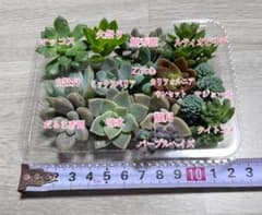 ミックスベリア入り寄せ植えセットのサムネイル