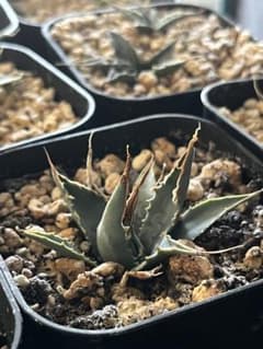 アガベ エボリスピナ 陽炎 コークスクリュー 屋外栽培 A - メルカリ