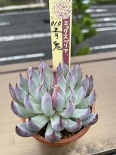 多肉植物 青鬼 おらいさん苗 札付き - メルカリ