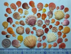 天然 イタヤガイ等 貝殻 詰め合わせ No51のサムネイル