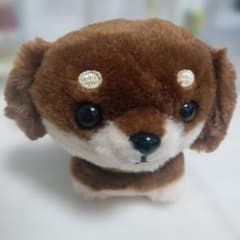 ちびちょこ ダックスのサムネイル