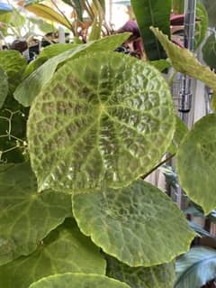 m79282158328_1.jpg?1744336680