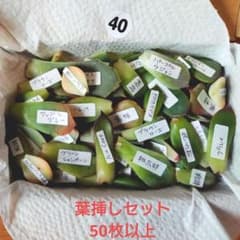 40.多肉植物　エケベリア　葉挿しセットのサムネイル
