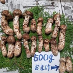 宮城県産松茸のサムネイル