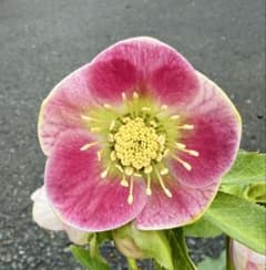 ☆希少！☆内弁鮮やかピンクパステリッシユストレイン☆クリスマス