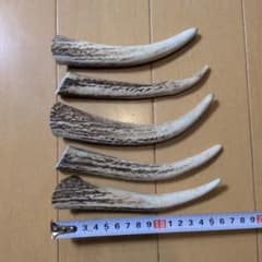 B6アクセサリー【まとめて5本】 北海道 エゾシカ 鹿角 鹿の角 素材